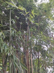 Bambusa chungii