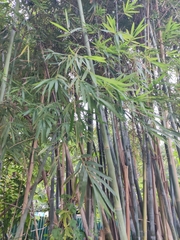 Bambusa chungii