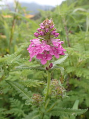 Pedicularis spicata