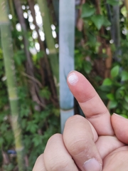 Bambusa chungii