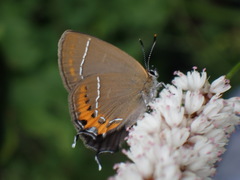 Satyrium prunoides