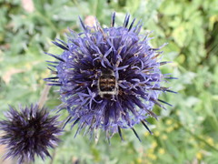 Lasiotrichius succinctus