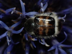 Lasiotrichius succinctus