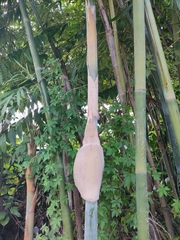 Bambusa chungii