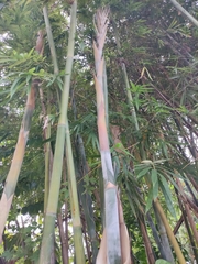 Bambusa chungii