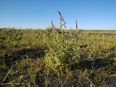 Mentha longifolia asiatica