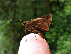 Psoralis stacara