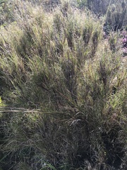 Pseudopentameris macrantha