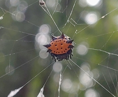 Gasteracantha cancriformis