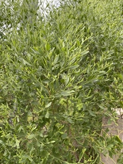 Baccharis halimifolia image