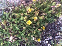 Ivesia gordonii