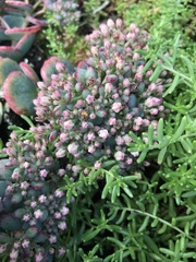 Hylotelephium sieboldii