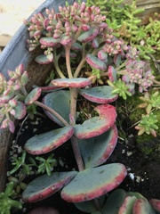 Hylotelephium sieboldii