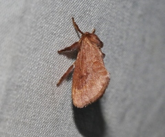 Monoleuca occidentalis