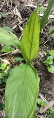 Curcuma longa