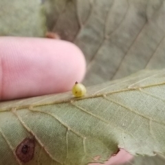 Caryomyia leviglobus