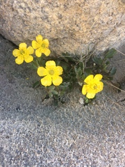 Ranunculus eschscholtzii