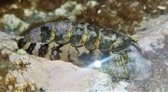 Onithochiton quercinus