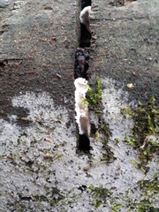 Heterobasidion parviporum