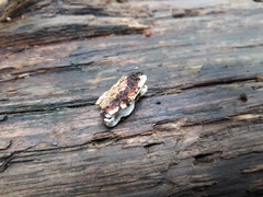 Heterobasidion parviporum