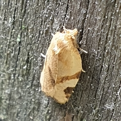 Paramesia gnomana