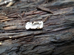 Heterobasidion parviporum