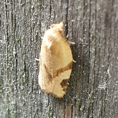 Paramesia gnomana