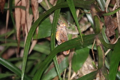 Amplypterus panopus