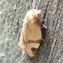Paramesia gnomana