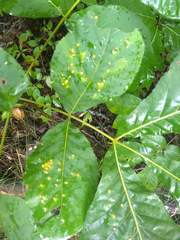 Caryomyia conoidea