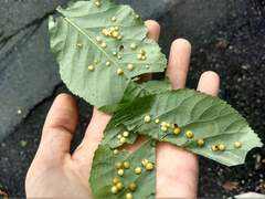 Caryomyia conoidea