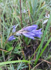 Gentiana decumbens
