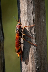 Tremex fuscicornis
