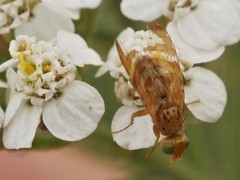 Chaetorellia jaceae