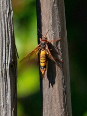 Tremex fuscicornis