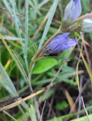 Gentiana decumbens