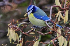 Cyanistes caeruleus