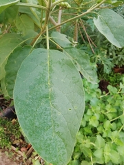 Solanum erianthum