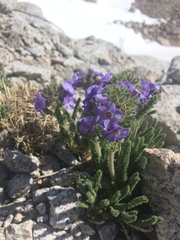 Polemonium eximium