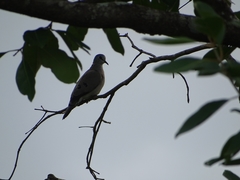Turtur abyssinicus