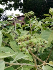 Solanum erianthum