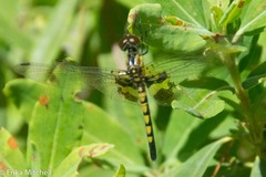 Celithemis martha