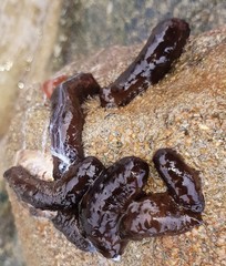 Holothuria leucospilota