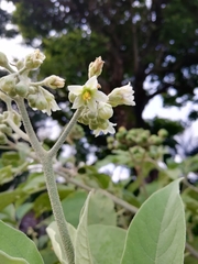 Solanum erianthum