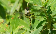 Celithemis martha