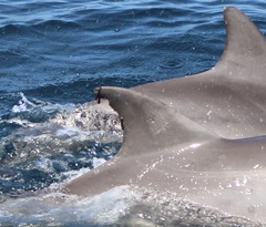 Xenobalanus globicipitis