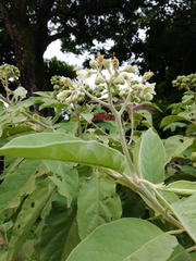 Solanum erianthum