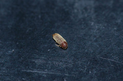 Oligomerus ptilinoides