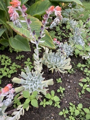 Echeveria runyonii