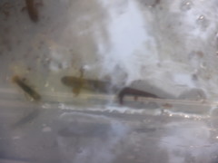 Desmognathus conanti